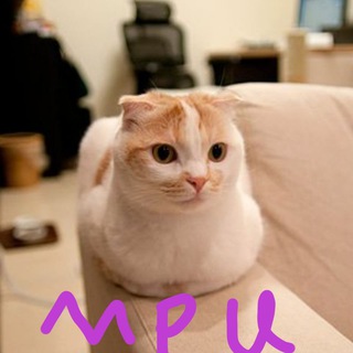 Telegram: view @meowpolytechnicuniversity